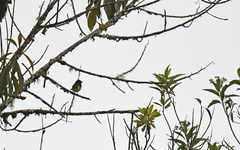 Spinus xanthogastrus