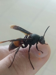 Polistes sagittarius