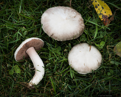 Agaricus campestris