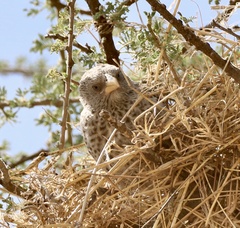Histurgops ruficauda