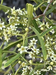 Geijera linearifolia