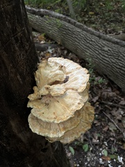 Laetiporus