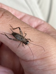 Loxoblemmus arietulus