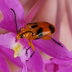 Stethopachys formosa