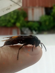 Polistes sagittarius