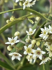 Geijera linearifolia