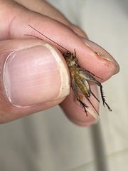 Loxoblemmus arietulus