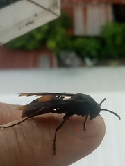 Polistes sagittarius