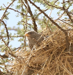 Histurgops ruficauda