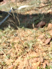 Aristida adscensionis