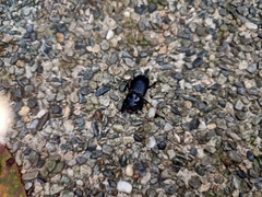 Dorcus reichei