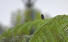 Spinus xanthogastrus