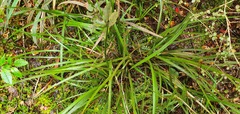 Libertia