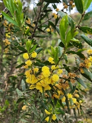 Acacia rostriformis