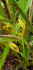 Libertia