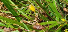 Libertia