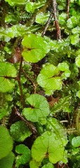Viola filicaulis