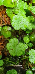 Hydrocotyle heteromeria