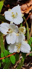 Libertia