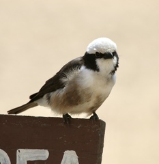 Eurocephalus ruppelli