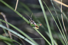 Phaedrotettix