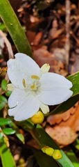 Libertia