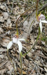 Caladenia longicauda eminens