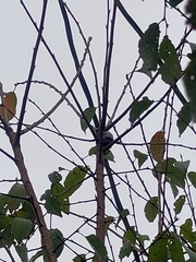 Cheirotonus formosanus