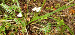 Libertia