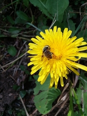 Sericomyia flagrans