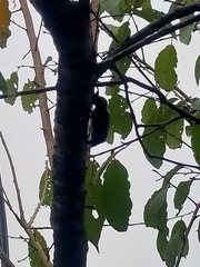 Cheirotonus formosanus