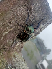 Cheirotonus formosanus