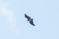 Trigonoceps occipitalis