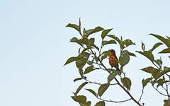 Anisognathus lacrymosus