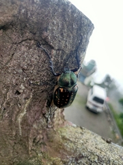 Cheirotonus formosanus