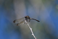Dythemis