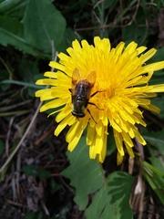 Sericomyia flagrans