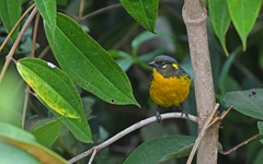 Anisognathus lacrymosus