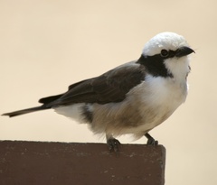 Eurocephalus ruppelli