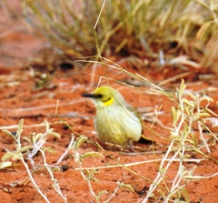 Ptilotula plumula