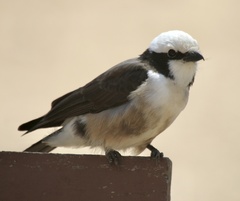 Eurocephalus ruppelli