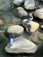 Columba livia domestica