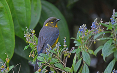 Anisognathus lacrymosus