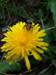 Sericomyia flagrans