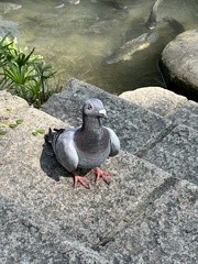 Columba livia domestica