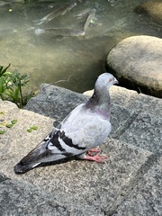 Columba livia domestica