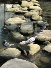 Columba livia domestica