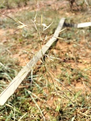 Aristida stricta