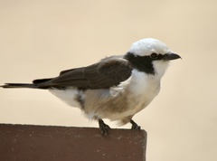 Eurocephalus ruppelli