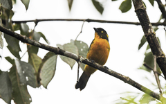 Anisognathus lacrymosus